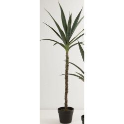Yucca palmer